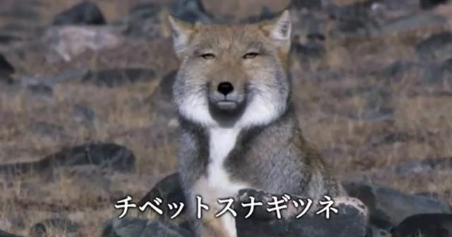 おもしろ画像