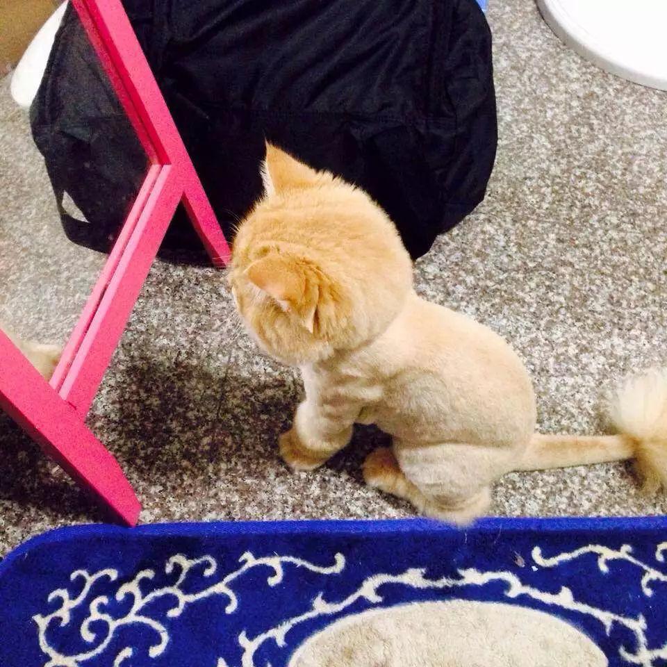 おもしろ画像